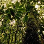 Influencia de los bosques en el cambio climático